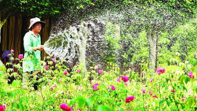 Nông dân tỉnh Đồng Tháp chăm sóc hoa kiểng.