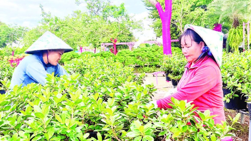 Nông dân Sa Đéc chuẩn bị hoa-kiểng phục vụ thị trường Tết, lễ hội.