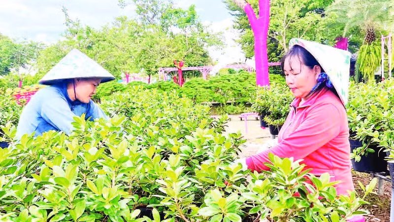 Nông dân Sa Đéc chuẩn bị hoa-kiểng phục vụ thị trường Tết, lễ hội.