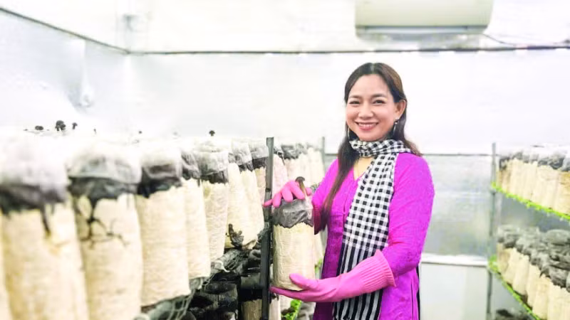 Chị Châu Thị Nương trồng nấm sạch đạt hiệu quả kinh tế cao.