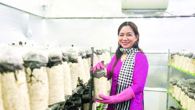 Chị Châu Thị Nương trồng nấm sạch đạt hiệu quả kinh tế cao.