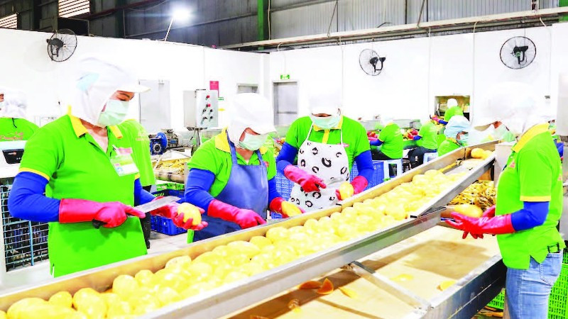 Chế biến xoài xuất khẩu ở một doanh nghiệp tại Đồng Nai.