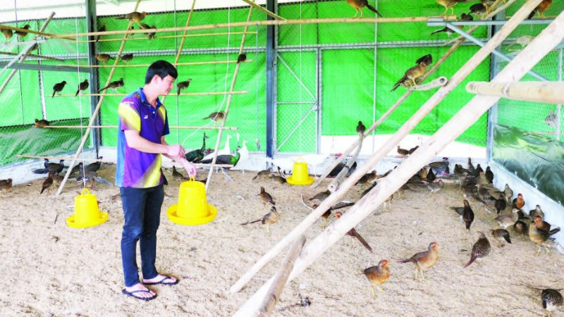 Anh Lưu Duy Đông, thôn Mý, xã Việt Lâm mạnh dạn xây dựng mô hình nuôi chim cảnh, thú rừng cho thu nhập cao.