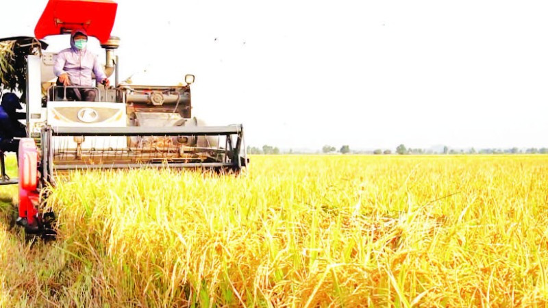 Đề án 1 triệu ha lúa chất lượng cao, phát thải thấp gắn với tăng trưởng xanh vùng Đồng bằng sông Cửu Long đã giúp nhà nông tăng lợi nhuận từ 1,5-5 triệu đồng/ha.