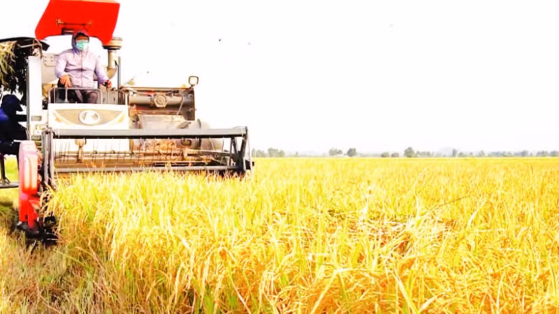 Đề án 1 triệu ha lúa chất lượng cao, phát thải thấp gắn với tăng trưởng xanh vùng Đồng bằng sông Cửu Long đã giúp nhà nông tăng lợi nhuận từ 1,5-5 triệu đồng/ha.