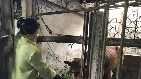 Mô hình sinh kế nuôi bê lai Sind giúp nhiều hộ thoát nghèo