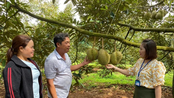 Trồng sầu riêng giúp nhiều hộ gia đình tăng thu nhập, thoát nghèo.