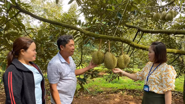 Trồng sầu riêng giúp nhiều hộ gia đình tăng thu nhập, thoát nghèo.