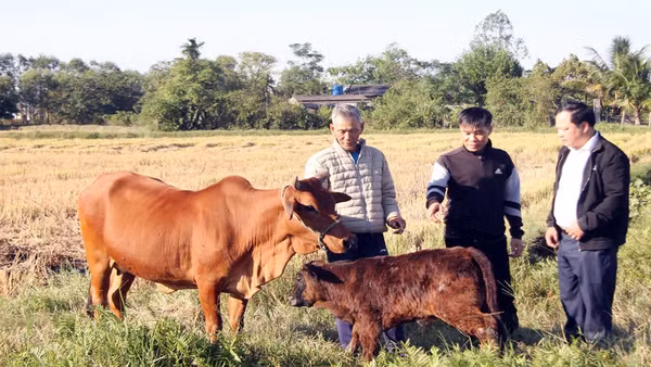 Từ nguồn vốn được hỗ trợ, gia đình ông Nguyễn Văn Gắn có thu nhập ổn định hơn.