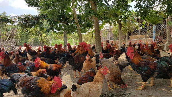 Mô hình nuôi gà giúp hộ dân thoát nghèo.
