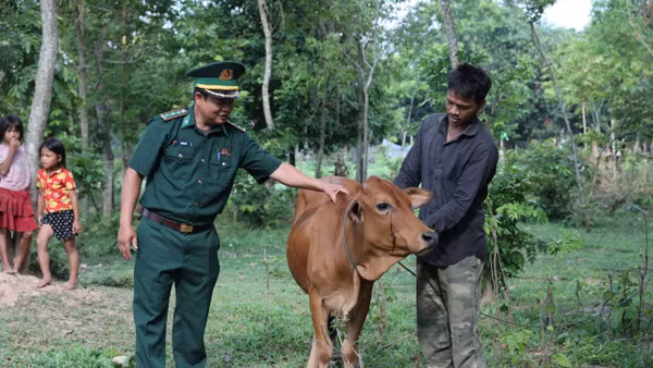 Nuôi bò giúp nhiều hộ dân tăng thu nhập, thoát nghèo.