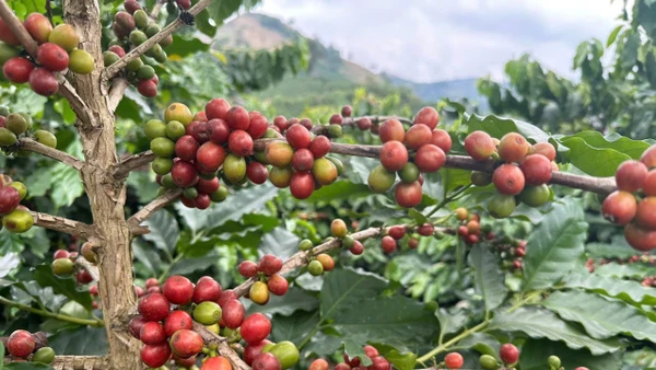 Trồng cà phê giúp nhiều hộ dân thoát nghèo.