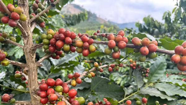 Trồng cà phê giúp nhiều hộ dân thoát nghèo.