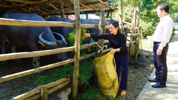 Nhờ vốn ưu đãi, bà Đinh Thị Ngọc Lan ở xã Sơn Hạ làm ăn khấm khá và thoát nghèo bền vững.