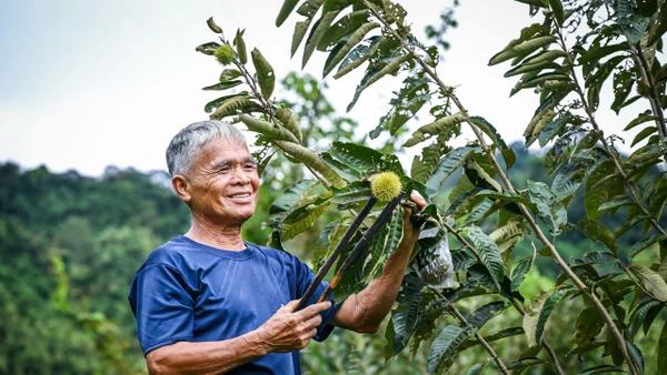 Ông Hoàng Văn Nam kiểm tra chất lượng quả dẻ để lấy hạt.