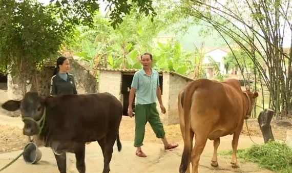 Mô hình chăn nuôi giúp nhiều hộ dân thoát nghèo. Ảnh: NGỌC LAN