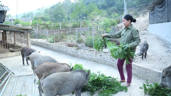 Nhiều hộ dân nỗ lực chăn nuôi, vươn lên làm giàu, thoát nghèo.