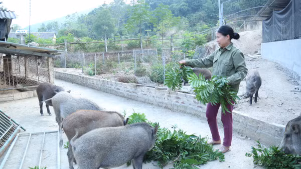 Nhiều hộ dân nỗ lực chăn nuôi, vươn lên làm giàu, thoát nghèo.