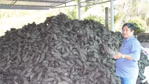 Thu hoạch khoai mỡ mang lại hiệu quả kinh tế, giúp nhiều hộ dân xã Bình Phước thoát nghèo.