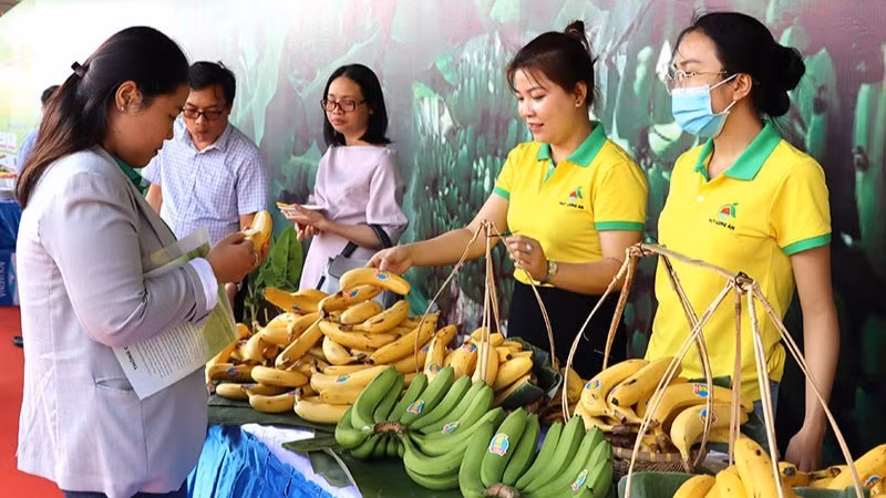 Chuối hiện là một trong những cây ăn quả chủ lực của Việt Nam.