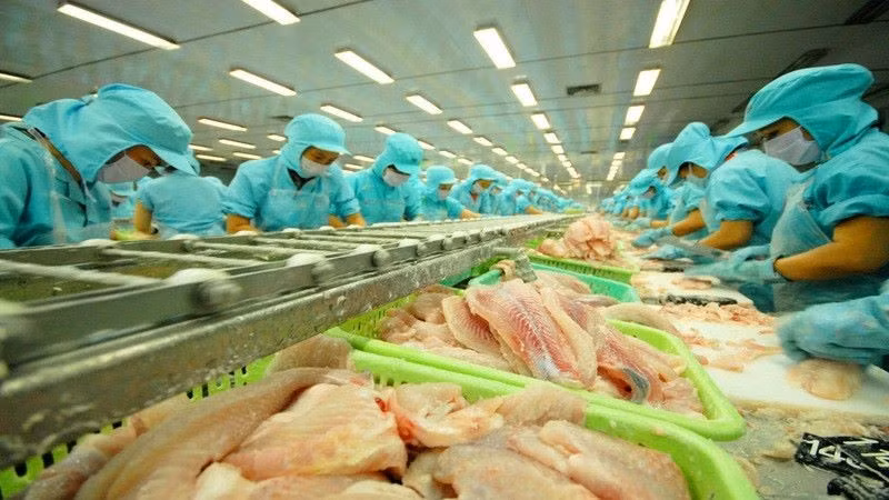Bộ Thương mại Hoa Kỳ chính thức miễn thuế chống bán phá giá đối với 7 doanh nghiệp xuất khẩu cá tra Việt Nam trong kỳ rà soát POR20. (Ảnh minh họa)