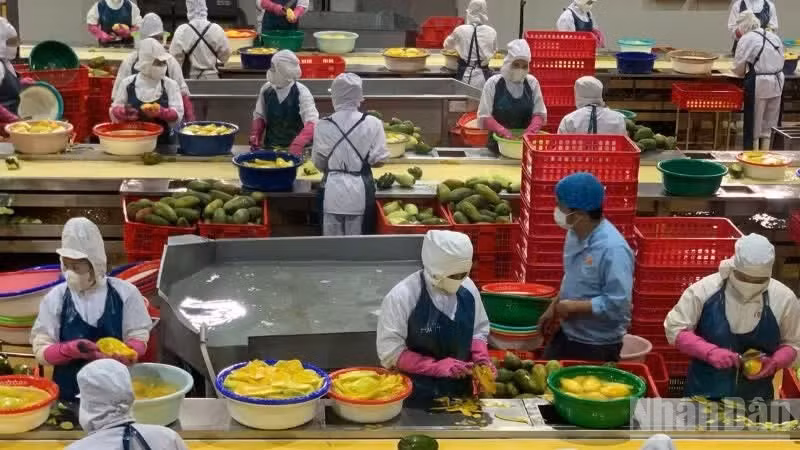 Sáu tháng đầu năm 2026, sản xuất nông nghiệp tiếp tục duy trì đà tăng trưởng ổn định. 