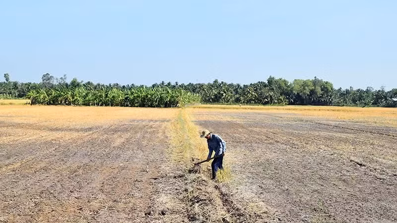 Hạn hán ở đồng bằng sông Cửu Long. (Ảnh: NGUYỄN SỰ)