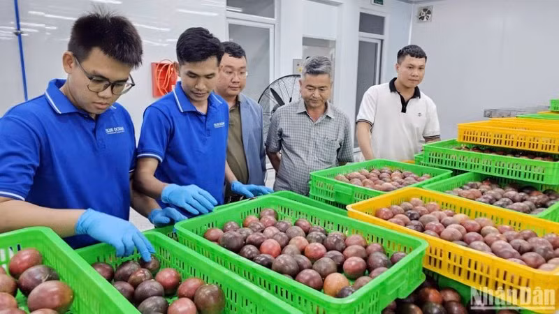 Ngành hàng chanh leo đang đứng trước thời cơ bứt phá, song vẫn còn nhiều “nút thắt” về giống, chất lượng, liên kết sản xuất và yêu cầu thị trường cần được xử lý đồng bộ.