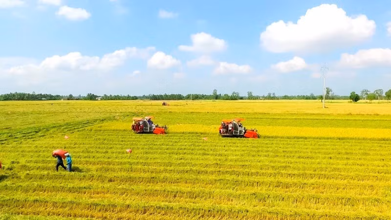 Theo Bộ Nông nghiệp và Môi trường, diện tích gieo cấy lúa năm 2026 ước đạt 7,09 triệu ha, giảm 36,1 nghìn ha so với năm 2025.