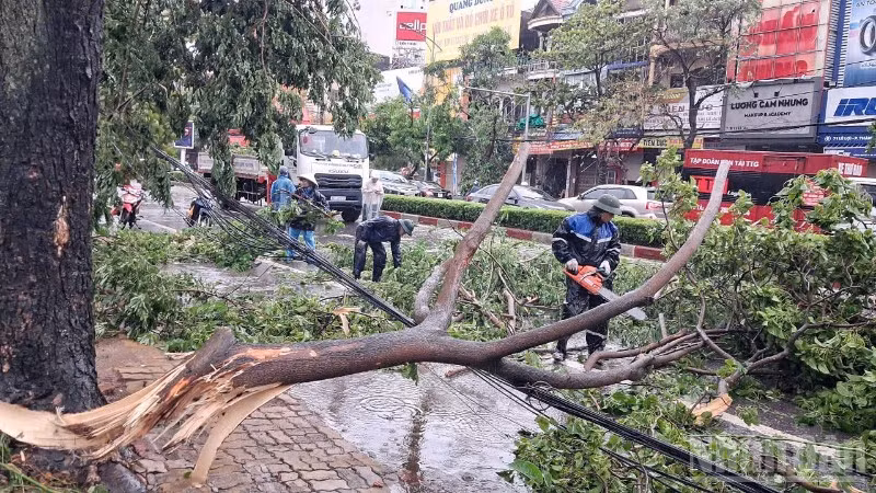 Hàng loạt cây xanh trên các tuyến đường thuộc địa phận thành phố Vinh ( cũ) ngổn ngang sau bão. (Ảnh: ĐÌNH PHƯỢNG)