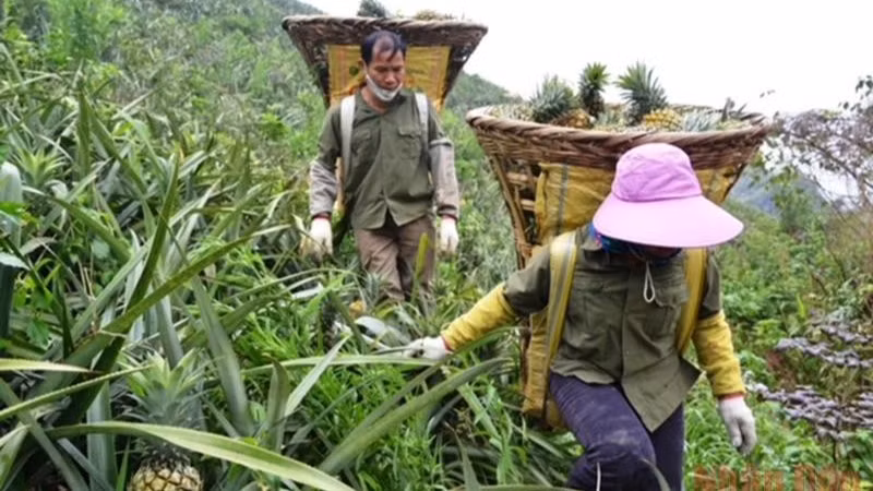Người dân xã Bản Lầu, huyện Mường Khương (Lào Cai) thu hoạch dứa trên nương đồi. (Ảnh: nhandan.vn)