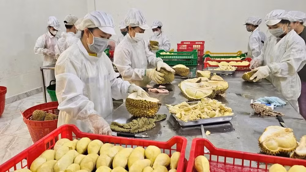 Sầu riêng đã vươn lên trở thành mặt hàng rau quả xuất khẩu chủ lực, với kim ngạch hàng tỷ USD mỗi năm. (Ảnh: Ban Tổ chức cung cấp)
