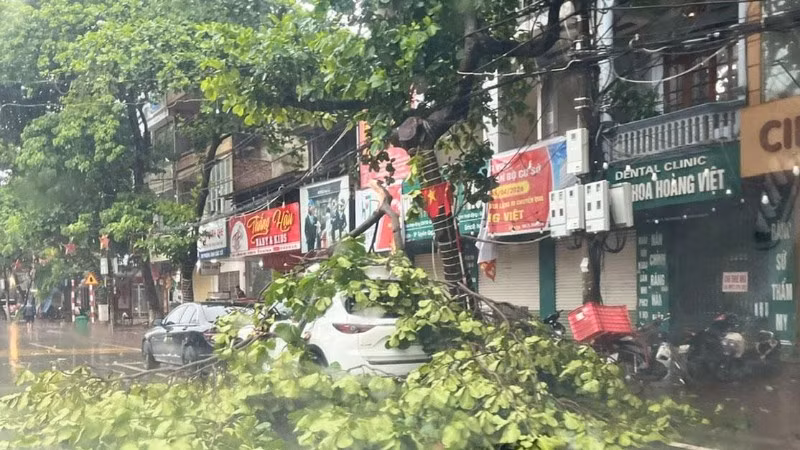 Mưa bão làm đổ gãy cây cối trên địa bàn phường Minh Xuân. (Ảnh: Báo Tuyên Quang online)