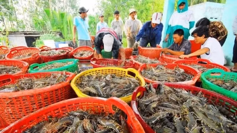 Lũy kế 6 tháng đầu năm 2026, xuất khẩu thủy sản cả nước đạt gần 5,8 tỷ USD.