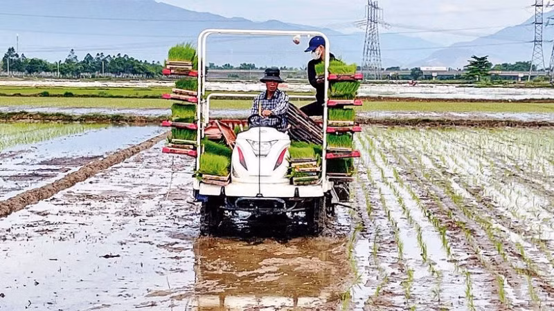Sau nhiều năm thâm canh, nhiều vùng đất lúa đang bị suy thoái, đòi hỏi những giải pháp phục hồi và gìn giữ sức khỏe đất-nền tảng cho sản xuất bền vững. (Ảnh: minh họa, nhandan.vn)
