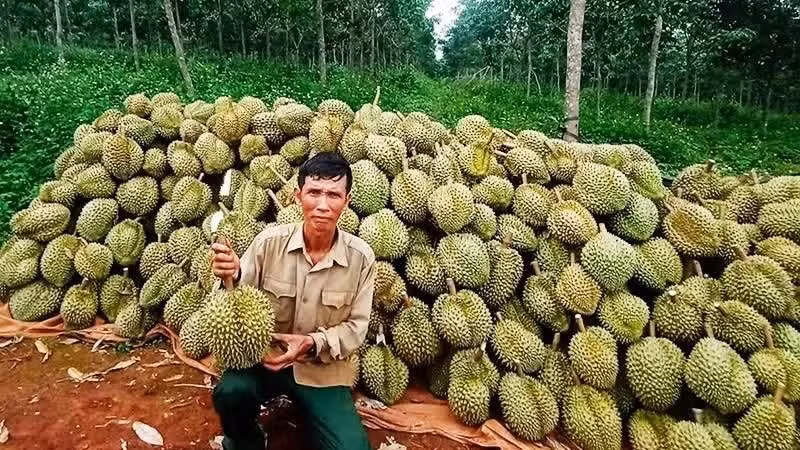 Thu hoạch sầu riêng xuất khẩu.