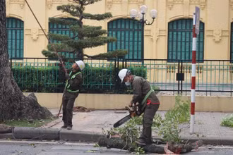 Công nhân Công ty TNHH MTV Công viên cây xanh Hà Nội triển khai chặt, chuyển cây xanh. (Ảnh: KHÁNH HÒA)