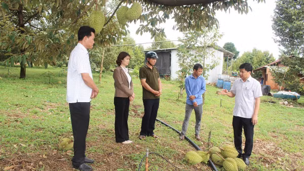 Mưa kèm theo lốc xoáy ở xã Bù Đăng làm sầu riêng đang non gãy rụng.