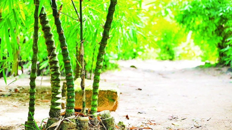 3- Giống tre bụng phật (tên khoa học là Bambusa vulgaris). 5.jpg