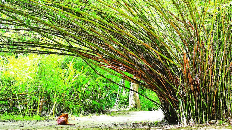 4- Khóm tre ống điếu (tên khoa học là Bambusa ventricosa) xanh mướt. 6.jpg