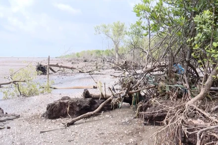 [Video] Đầu tư hơn 330 tỷ đồng chống xói lở bờ biển Gò Công