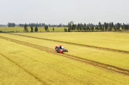 [Video] Hình thành 5 vùng nguyên liệu nông, lâm sản đạt chuẩn