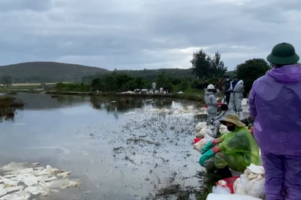 [Video] 18 ha đất sản xuất bị ảnh hưởng do sự cố tràn dầu tại Dung Quất