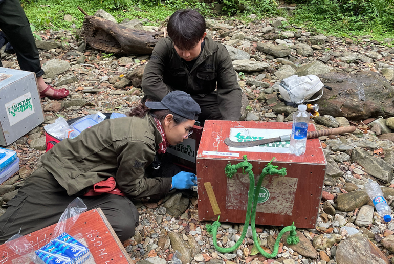 Cán bộ thú y kiểm tra sức khỏe Tê tê Java trước khi thả.