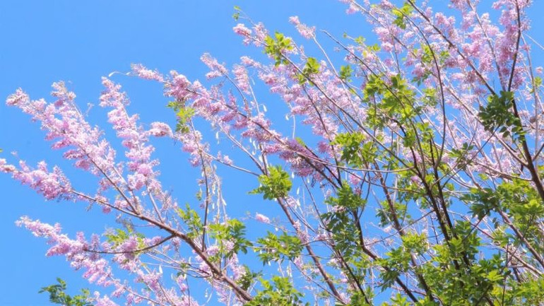 Hoa đỗ mai đang vào mùa rực rỡ nhất trong năm ở Bà Rịa-Vũng Tàu.