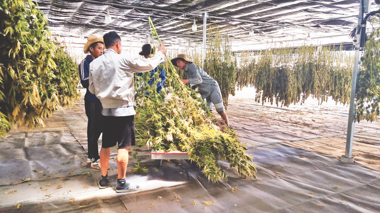 Trong một trang trại cần sa ở Thái Lan.