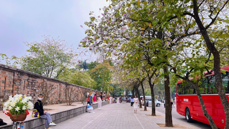 Dãy hoa ban trên đường Hoàng Diệu (quận Ba Đình) dài khoảng 100m với hàng chục cây bung nở đồng loạt là điểm thu hút đông đảo du khách trong tháng ba.