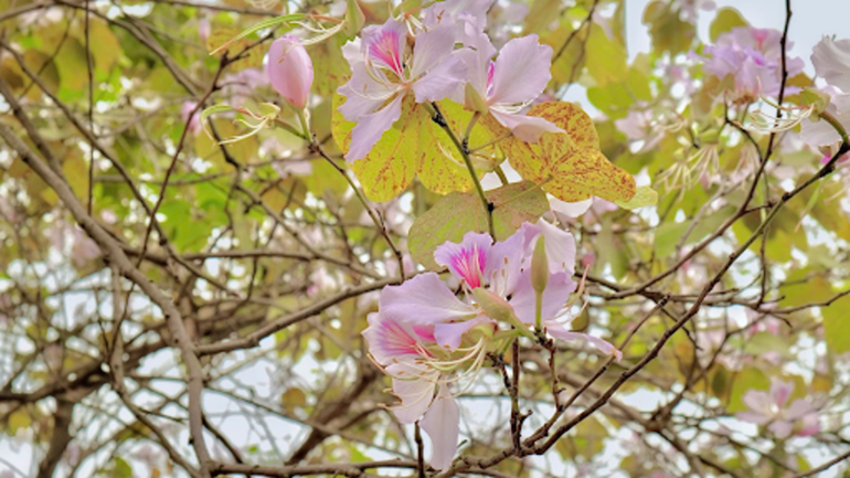 Cuối tháng 3, sắc hoa ban ở Hà Nội màu trắng nhạt hơn - nhẹ nhàng, tinh khôi nhưng vẫn đầy cuốn hút. Những cánh hoa mong manh rơi đầy vỉa hè, phủ lên phố phường một nét lãng mạn rất riêng của những ngày mùa xuân.