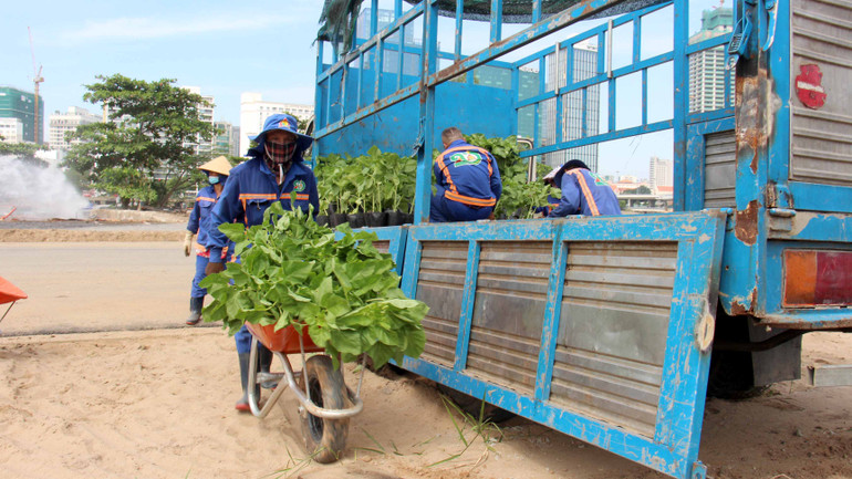 Hiện tại 36.000 cây hướng dương sẽ được trồng trên diện tích khoảng 5.000m2, được các công nhân thi công trong vòng 2 ngày.