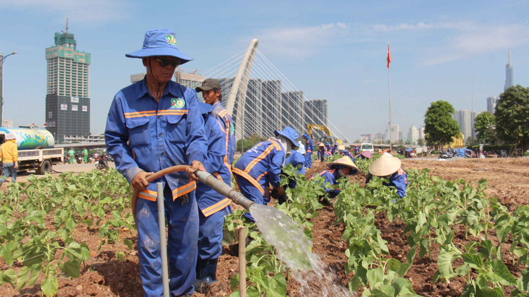 Theo bà Châu Ngọc Minh Đăng, Phó Giám đốc Công ty Hoàng Lam, vườn hoa hướng dương bờ sông Sài Gòn phía Thủ Thiêm sẽ bung nở trong 1 tháng nữa.